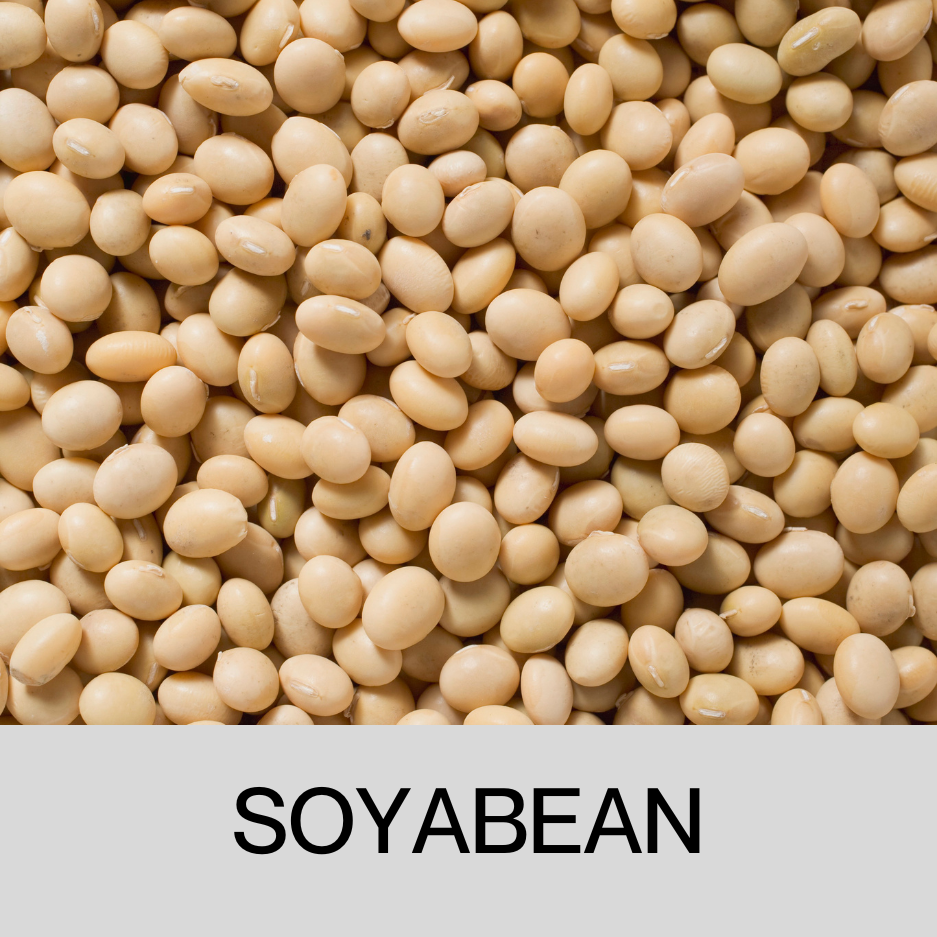 Soyabean